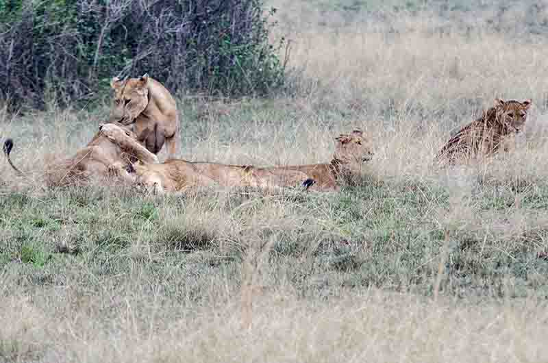 03 - Leones - parque nacional Queen Elizabeth - Uganda